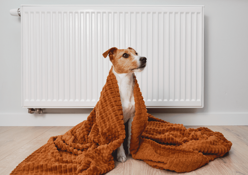 Dog wrapped in a blanket sitting by a radiator – trusted plumbing and heating in Sunderland for warm, comfortable homes.